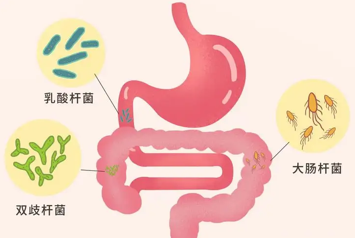 卓岳宜君素益生菌对肠道健康有哪些帮助？