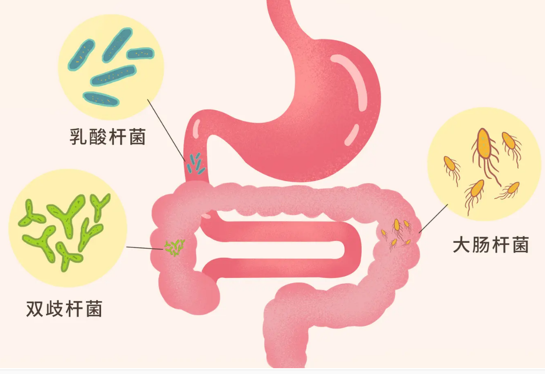 卓岳宜君素含有丰富的活性益生菌