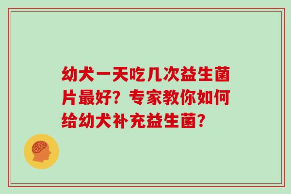 幼犬一天吃几次益生菌片最好？专家教你如何给幼犬补充益生菌？