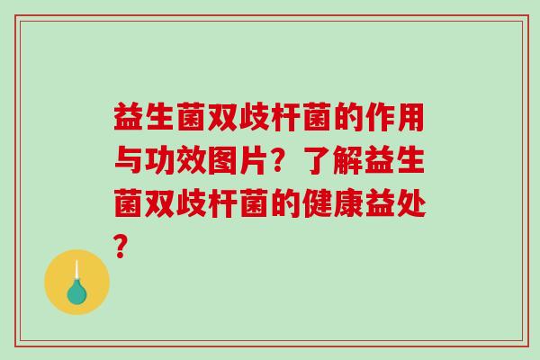 益生菌双歧杆菌的作用与功效图片？了解益生菌双歧杆菌的健康益处？