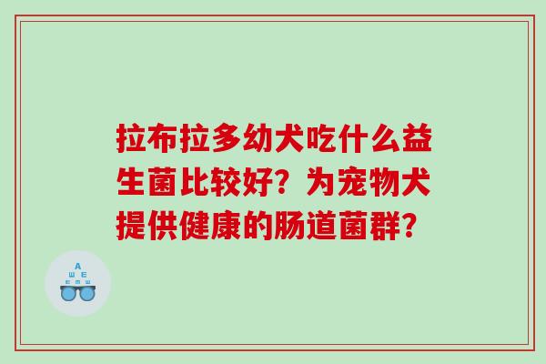 拉布拉多幼犬吃什么益生菌比较好？为宠物犬提供健康的肠道菌群？