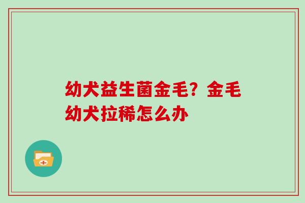 幼犬益生菌金毛？金毛幼犬拉稀怎么办