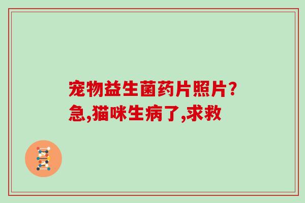 宠物益生菌药片照片？急,猫咪生了,求救