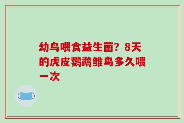 幼鸟喂食益生菌？8天的虎皮鹦鹉雏鸟多久喂一次