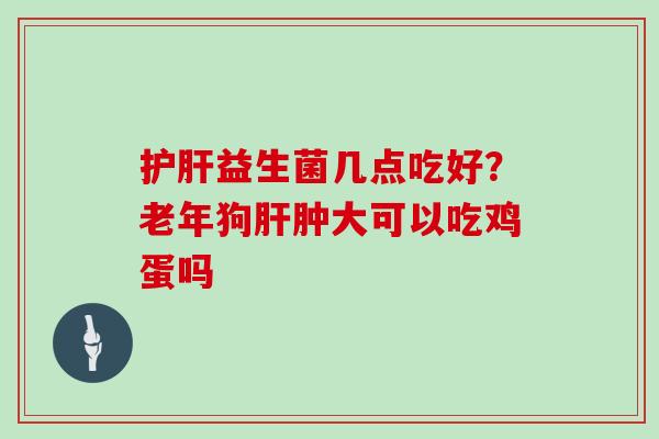 护肝益生菌几点吃好？老年狗肝肿大可以吃鸡蛋吗