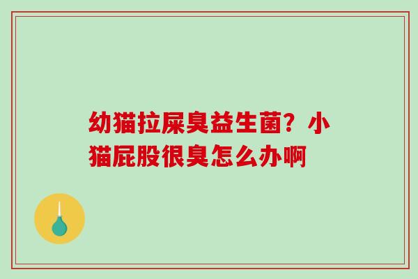 幼猫拉屎臭益生菌？小猫屁股很臭怎么办啊