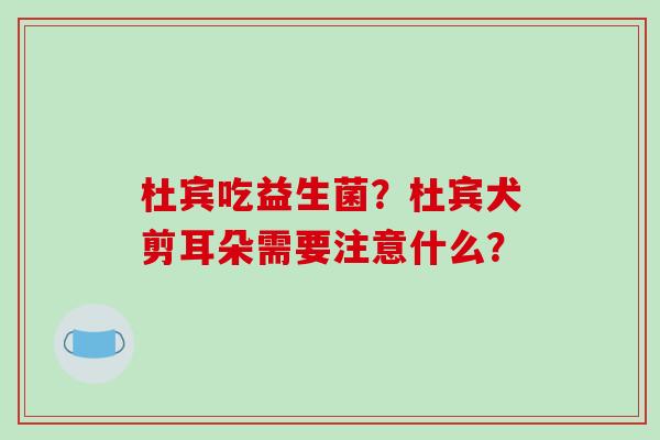 杜宾吃益生菌？杜宾犬剪耳朵需要注意什么？