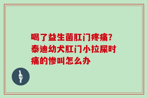 喝了益生菌肛门疼痛？泰迪幼犬肛门小拉屎时痛的惨叫怎么办