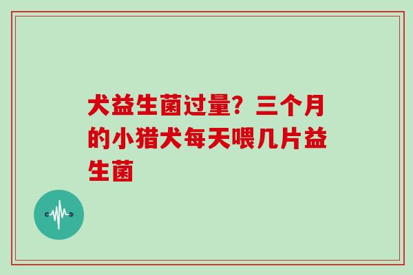 犬益生菌过量？三个月的小猎犬每天喂几片益生菌