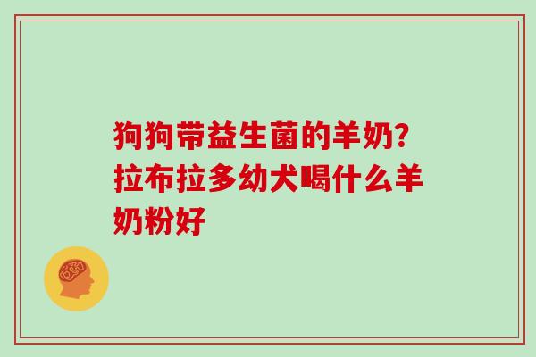 狗狗带益生菌的羊奶？拉布拉多幼犬喝什么羊奶粉好