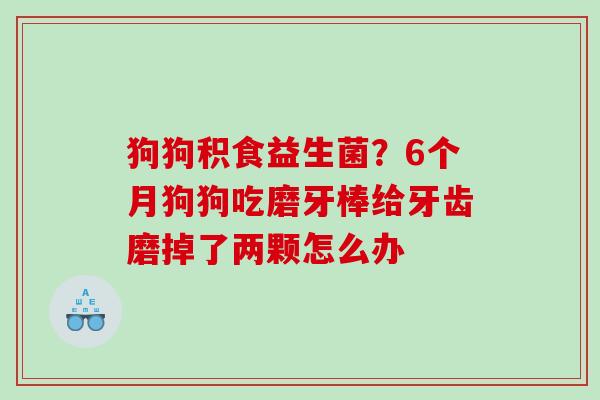 狗狗积食益生菌？6个月狗狗吃磨牙棒给牙齿磨掉了两颗怎么办