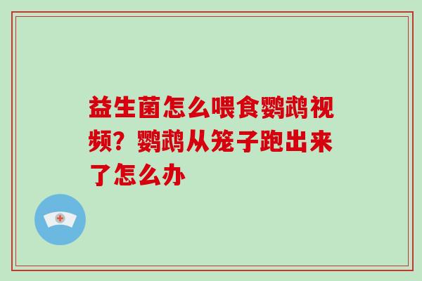 益生菌怎么喂食鹦鹉视频？鹦鹉从笼子跑出来了怎么办