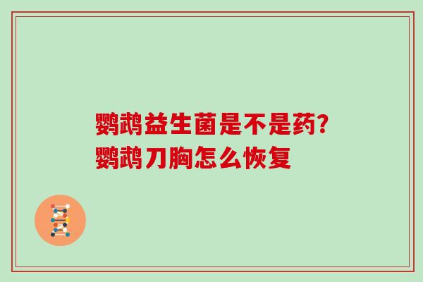 鹦鹉益生菌是不是药？鹦鹉刀胸怎么恢复