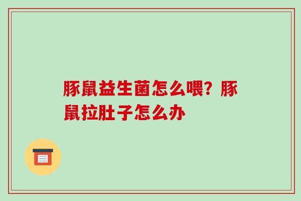 豚鼠益生菌怎么喂？豚鼠拉肚子怎么办