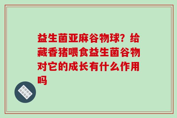 益生菌亚麻谷物球？给藏香猪喂食益生菌谷物对它的成长有什么作用吗