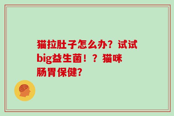 猫拉肚子怎么办？试试big益生菌！？猫咪肠胃保健？