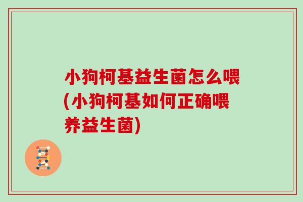 小狗柯基益生菌怎么喂(小狗柯基如何正确喂养益生菌)