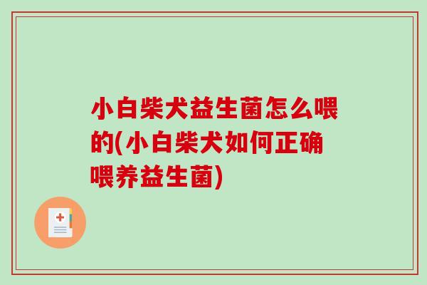 小白柴犬益生菌怎么喂的(小白柴犬如何正确喂养益生菌) 小白柴犬益生菌怎么喂的(小白柴犬如何正确喂养益生菌)