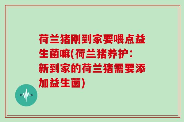 荷兰猪刚到家要喂点益生菌嘛(荷兰猪养护：新到家的荷兰猪需要添加益生菌)