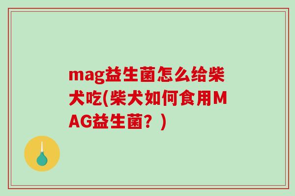 mag益生菌怎么给柴犬吃(柴犬如何食用MAG益生菌？)