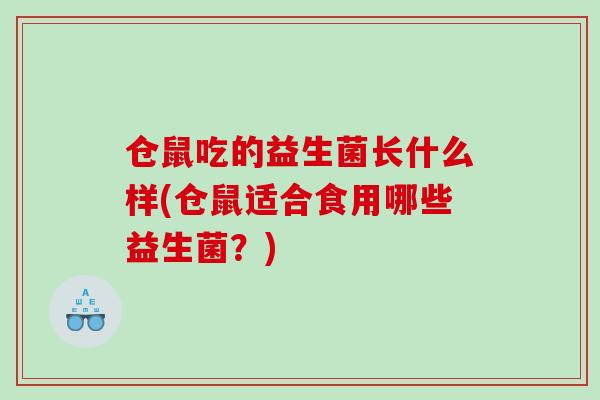 仓鼠吃的益生菌长什么样(仓鼠适合食用哪些益生菌？)