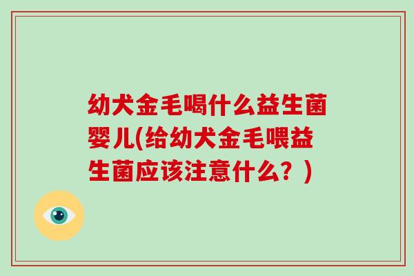 幼犬金毛喝什么益生菌婴儿(给幼犬金毛喂益生菌应该注意什么？)