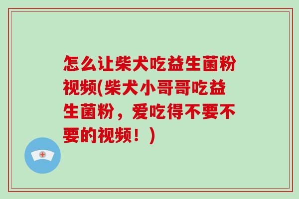 怎么让柴犬吃益生菌粉视频(柴犬小哥哥吃益生菌粉，爱吃得不要不要的视频！)
