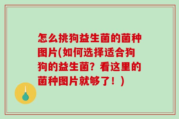 怎么挑狗益生菌的菌种图片(如何选择适合狗狗的益生菌？看这里的菌种图片就够了！)