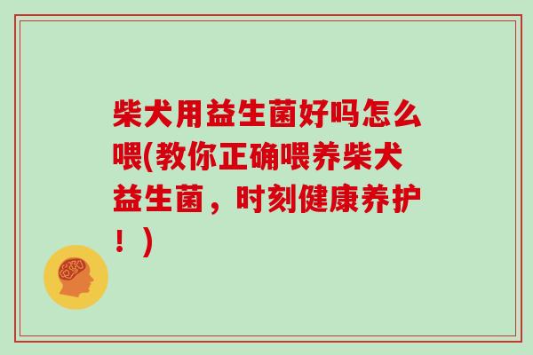 柴犬用益生菌好吗怎么喂(教你正确喂养柴犬益生菌，时刻健康养护！)