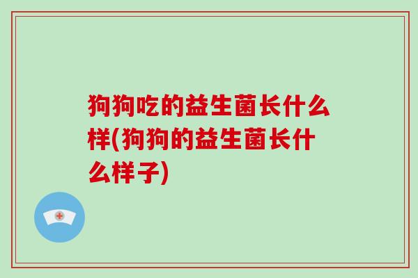 狗狗吃的益生菌长什么样(狗狗的益生菌长什么样子)