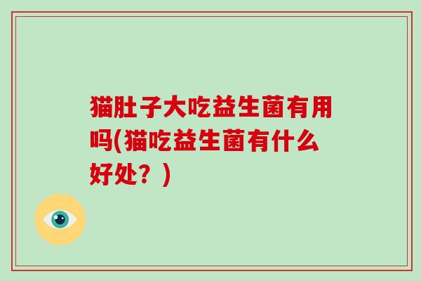猫肚子大吃益生菌有用吗(猫吃益生菌有什么好处？)