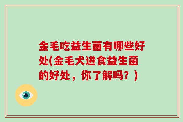 金毛吃益生菌有哪些好处(金毛犬进食益生菌的好处，你了解吗？)