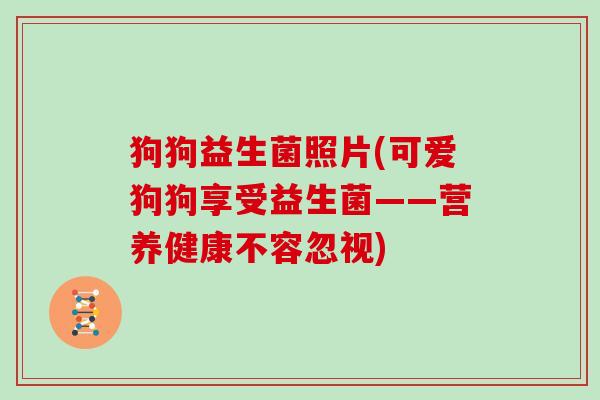 狗狗益生菌照片(可爱狗狗享受益生菌——营养健康不容忽视)