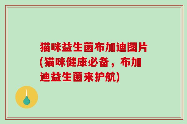 猫咪益生菌布加迪图片(猫咪健康必备，布加迪益生菌来护航)