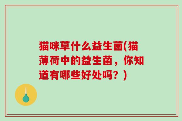 猫咪草什么益生菌(猫薄荷中的益生菌，你知道有哪些好处吗？)