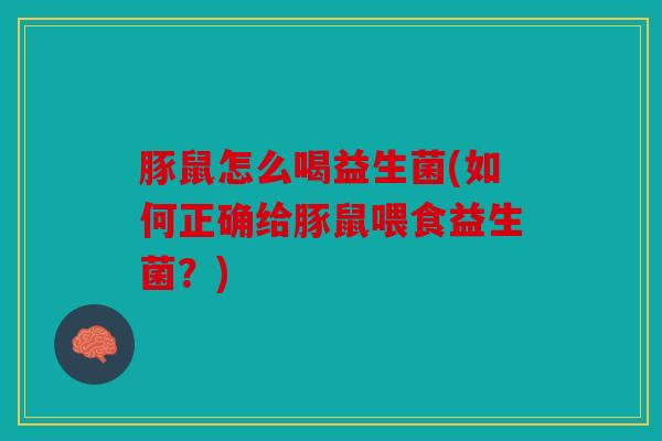 豚鼠怎么喝益生菌(如何正确给豚鼠喂食益生菌？)
