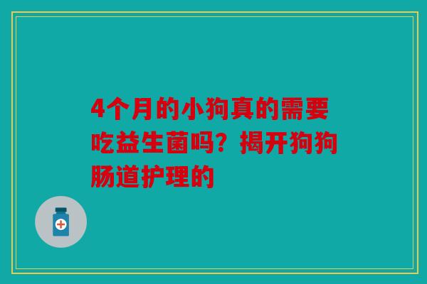 4个月的小狗真的需要吃益生菌吗？揭开狗狗肠道护理的